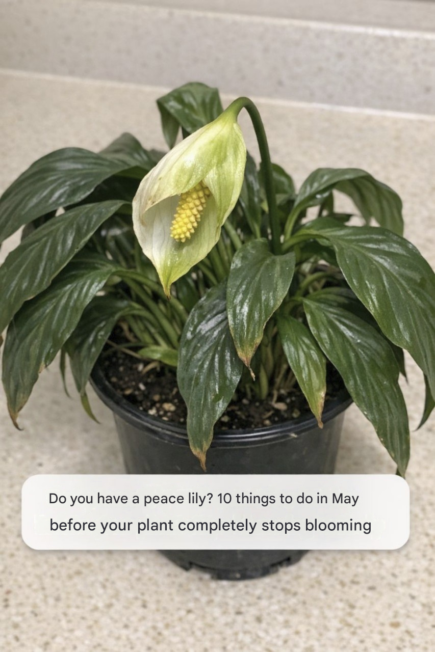 Do you have a peace lily? 10 things to do in May before your plant completely stops blooming