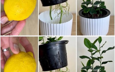 How to germinate lemon seeds at home – we show you the trick
