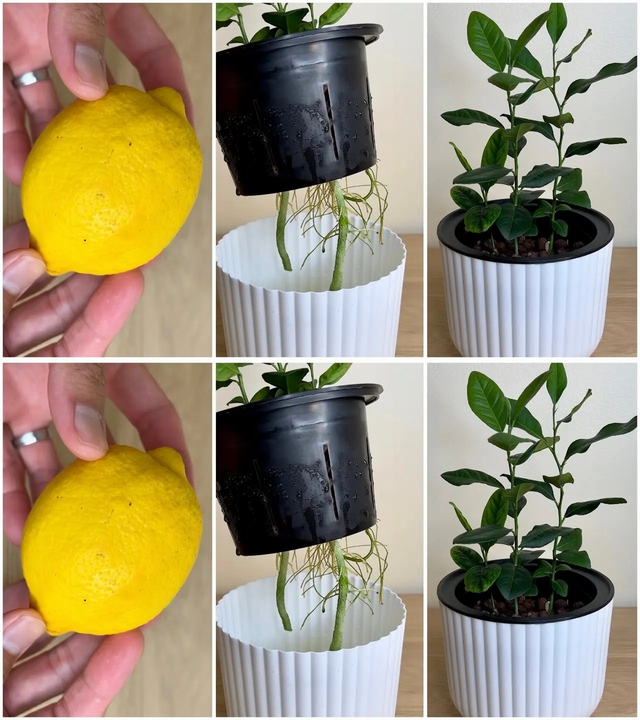 How to germinate lemon seeds at home – we show you the trick