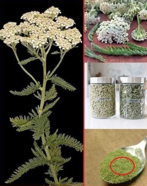 It grows everywhere, but most people don’t know its significance. I have to say something to keep reading my articles.