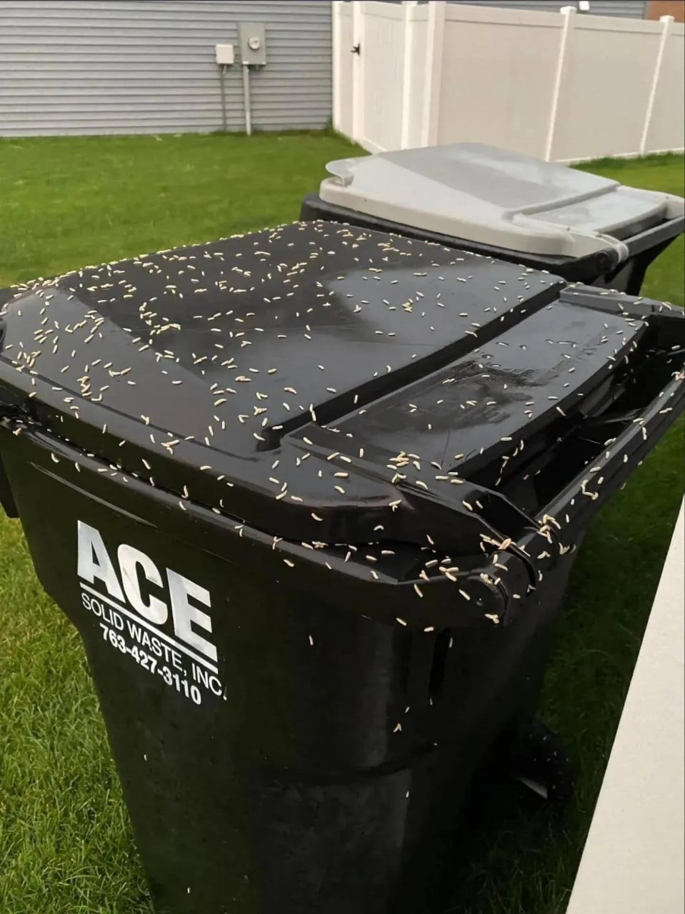 How to Stop Maggots From Taking Over Your Trash Bin