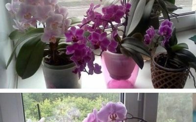 Since I stopped watering my orchids, they have bloomed like a miracle! Even in winter! It’s just a little trick, but it changes everything!