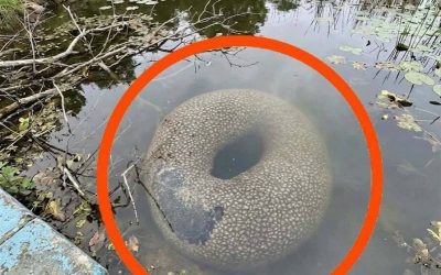 Found in an artificial lake in the village. At first, when I saw it from far away, I got really scared.