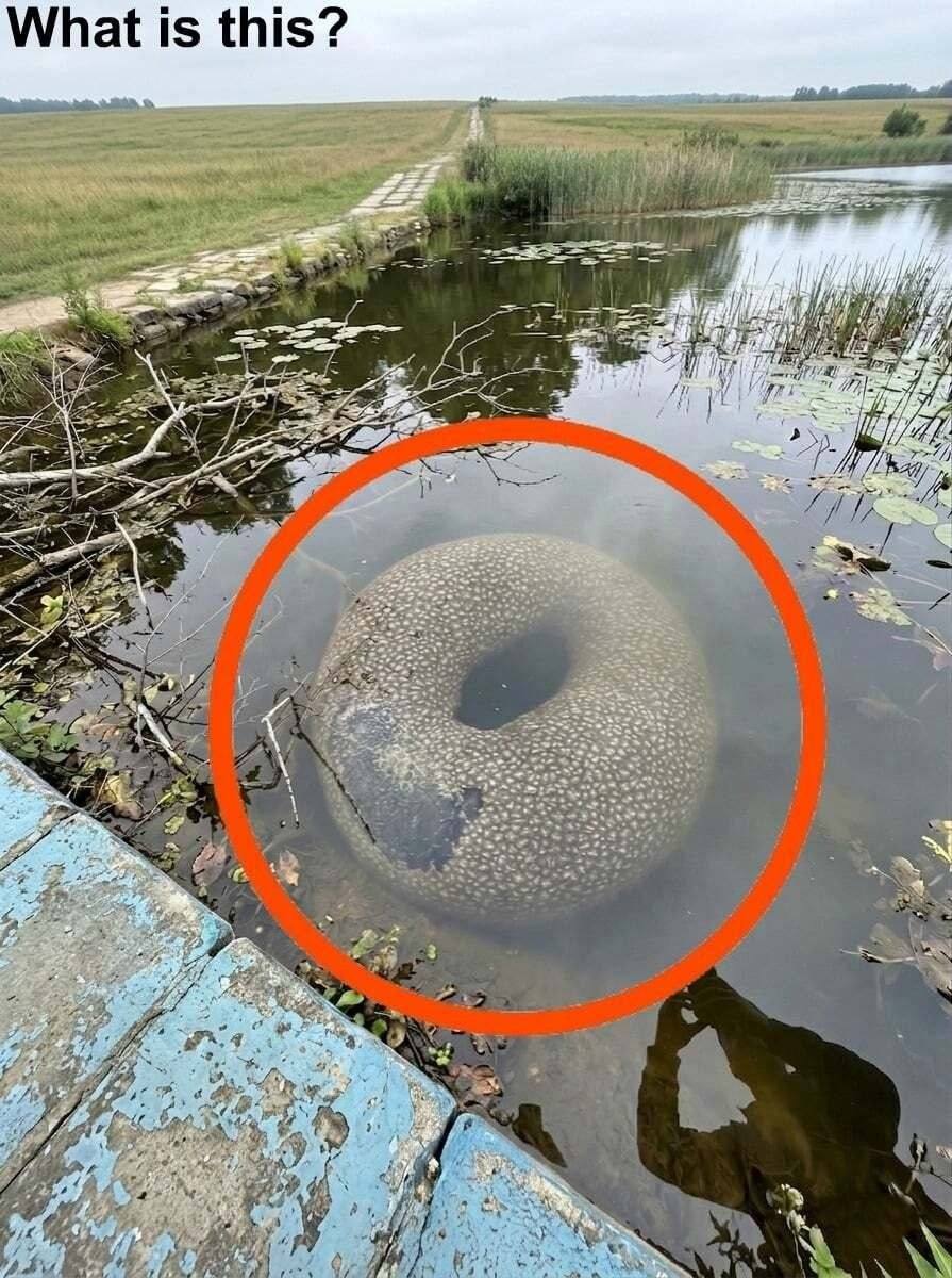 Found in an artificial lake in the village. At first, when I saw it from far away, I got really scared.